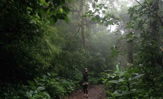 Risultati immagini per costa rica monteverde cloud forest