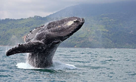 8 Animaux exotiques du Costa Rica à voir absolument