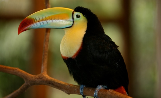 8 Animaux exotiques du Costa Rica à voir absolument