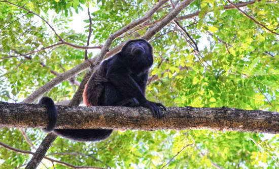 8 animali esotici da vedere in Costa Rica