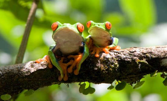 8 animali esotici da vedere in Costa Rica