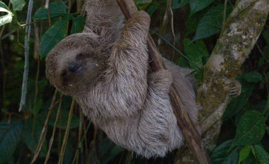 8 exotische dieren die je in Costa Rica gezien moet hebben