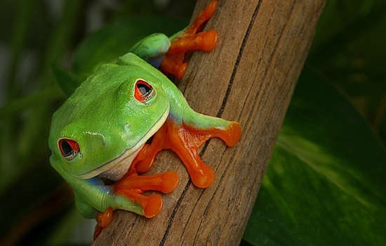 Big Five Animals of Costa Rica