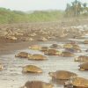 Costa Rica Sea Turtle Nesting: Where To Go When