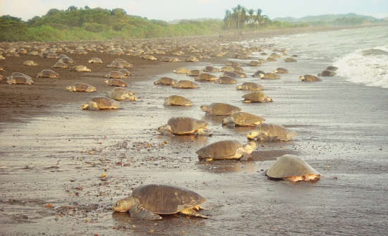 Costa Rica Sea Turtle Nesting: Where To Go When