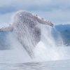 Costa Rica Whale Watching Tour Guide: Where To Go When