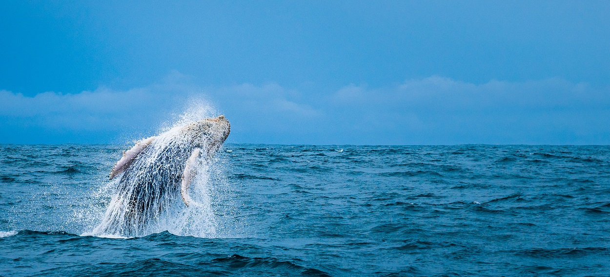 Costa Rica Whale Watching Tour Guide: Where To Go When