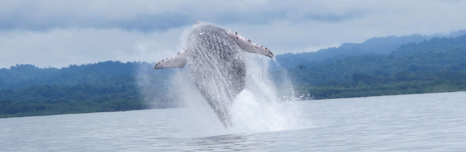 Costa Rica Whale Watching Tour Guide: Where To Go When