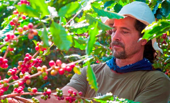6 Best Costa Rica Coffee Plantation Tours