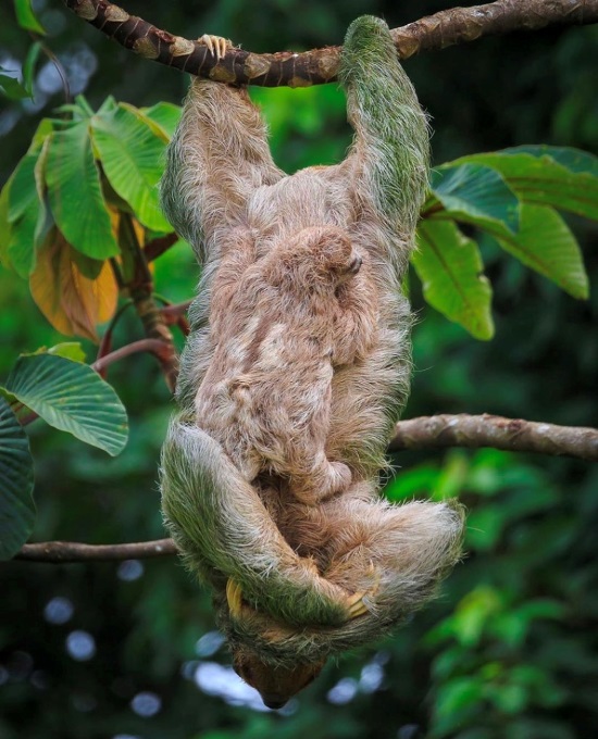  Cahuita Nasjonalpark sloths