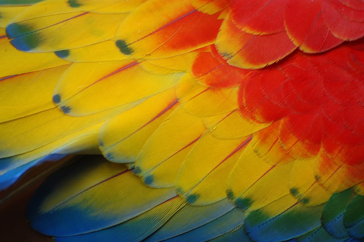 Carara National Park Guide