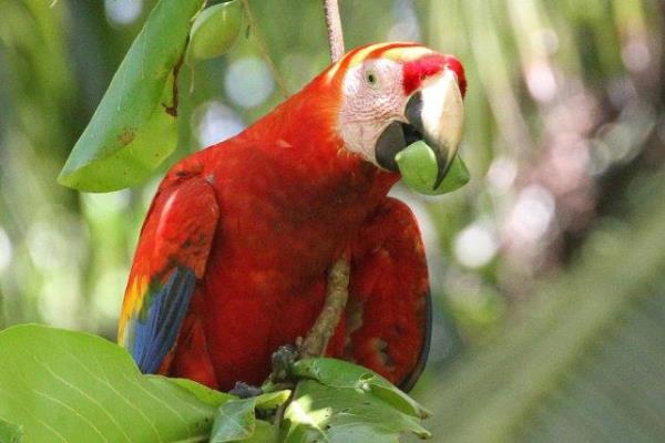 Carara National Park Tour | Costa Rica Experts