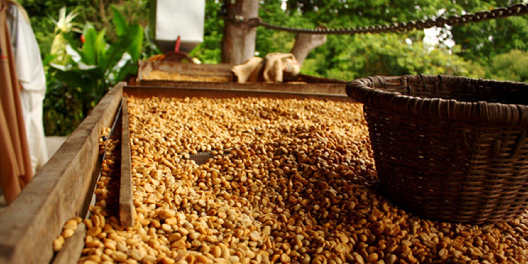 Costa Rica Coffee: Why It’s Best & Where To Buy It