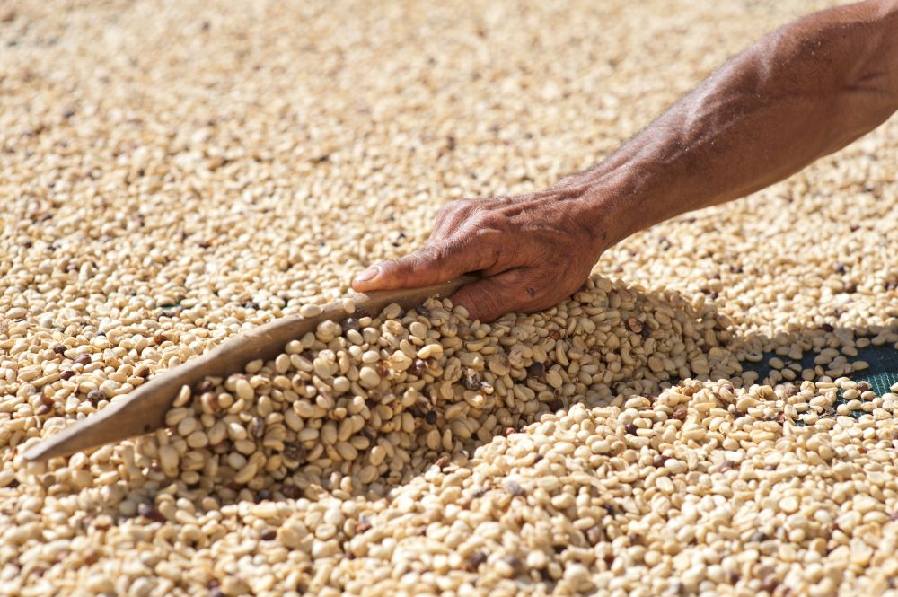 Costa Rica Coffee Why It's Best & Where To Buy It Artisans