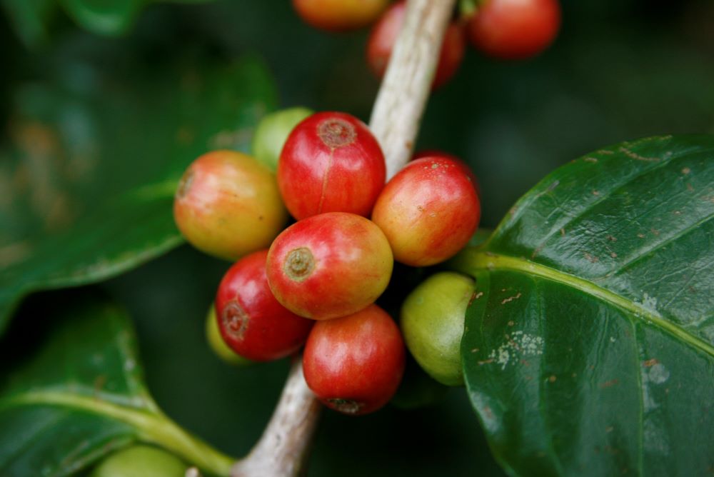 Costa Rica Coffee Why It's Best & Where To Buy It Fresh