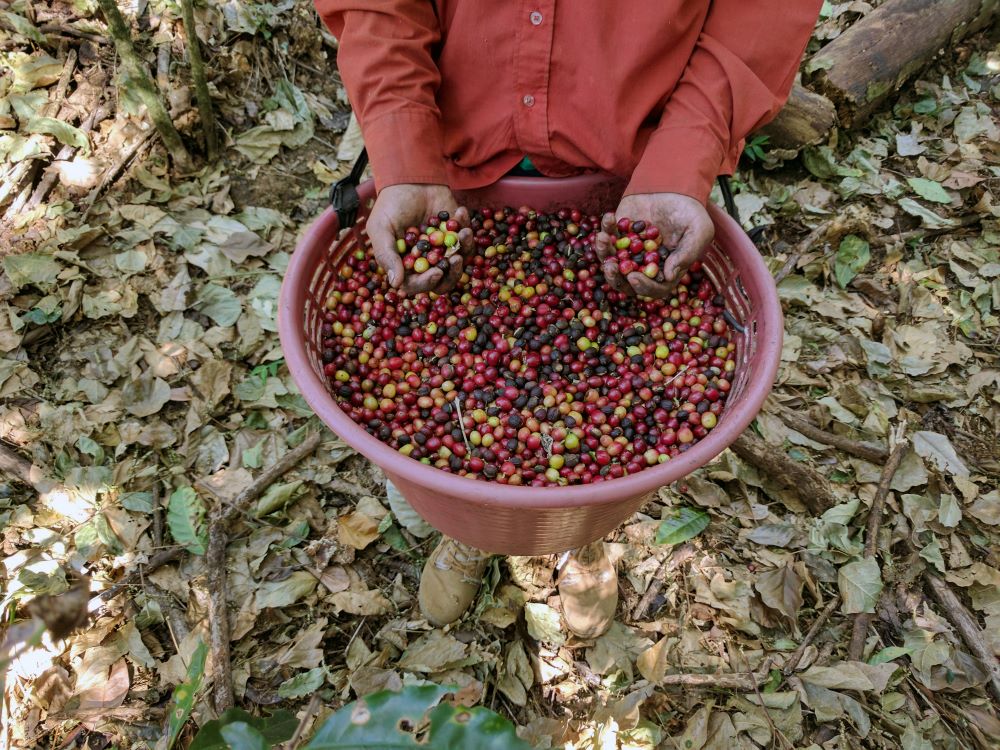 Costa Rica Coffee Why It's Best & Where To Buy It Hand Picked