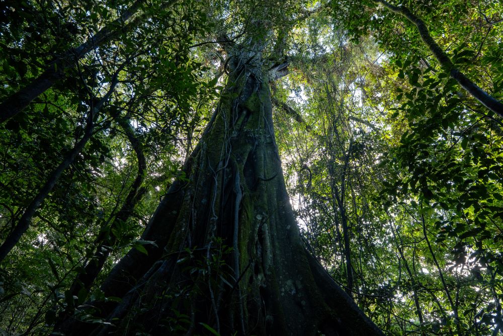 Costa Rica Rainy Season Guide Green