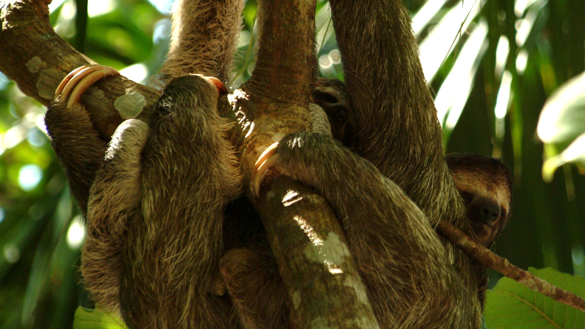 The Complete Guide to Sloths in Costa Rica