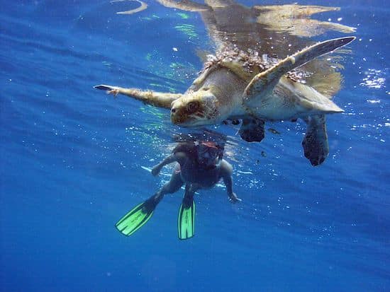 Drake Bay Snorkeling