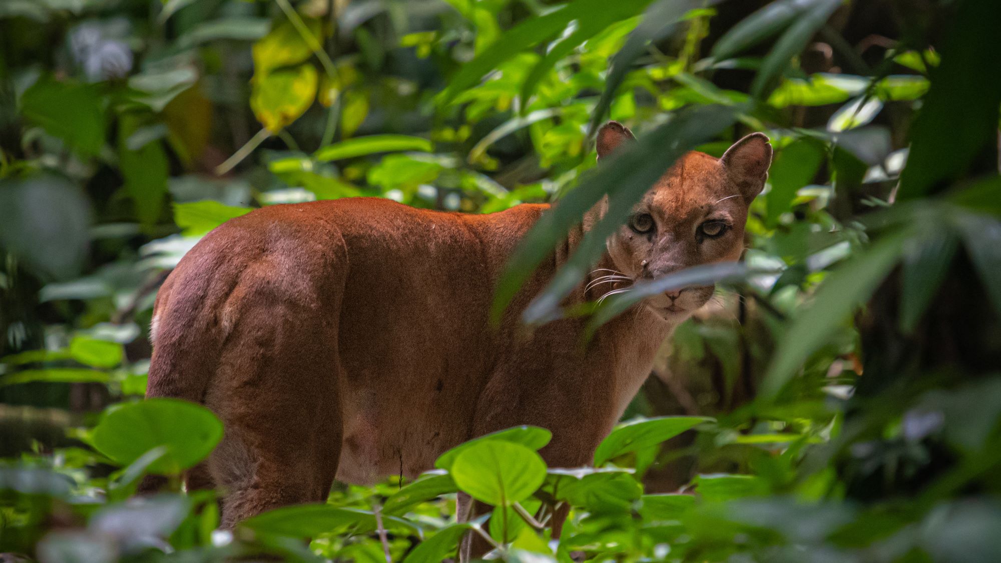 How to See The Most Wildlife in Costa Rica