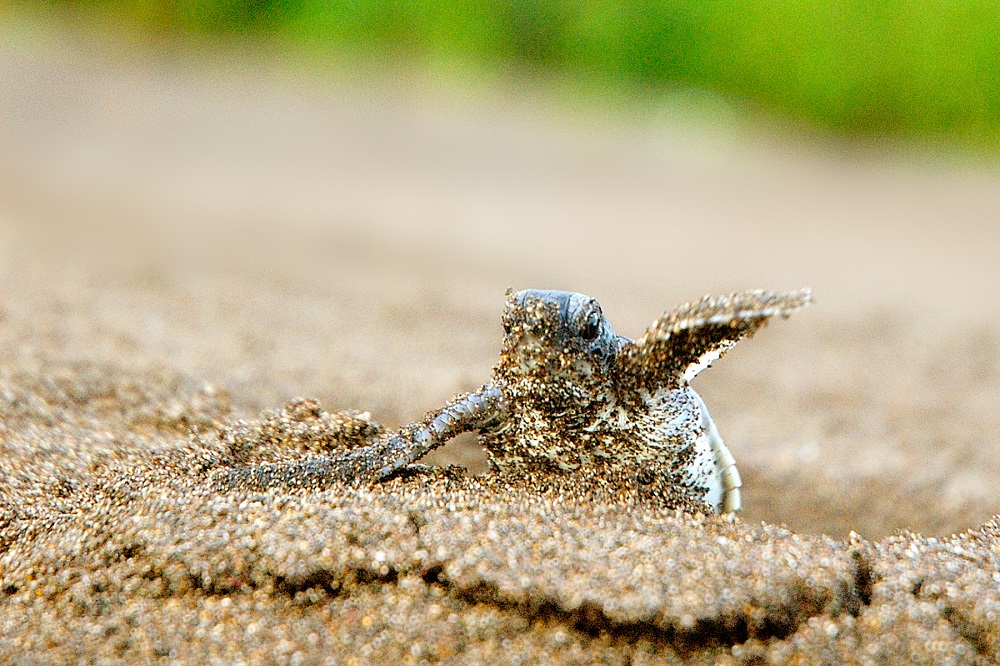 Exploring Costa Rica in August Turtle