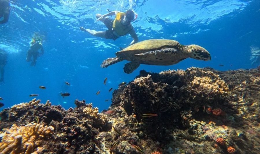 Cano Island Snorkeling Tour