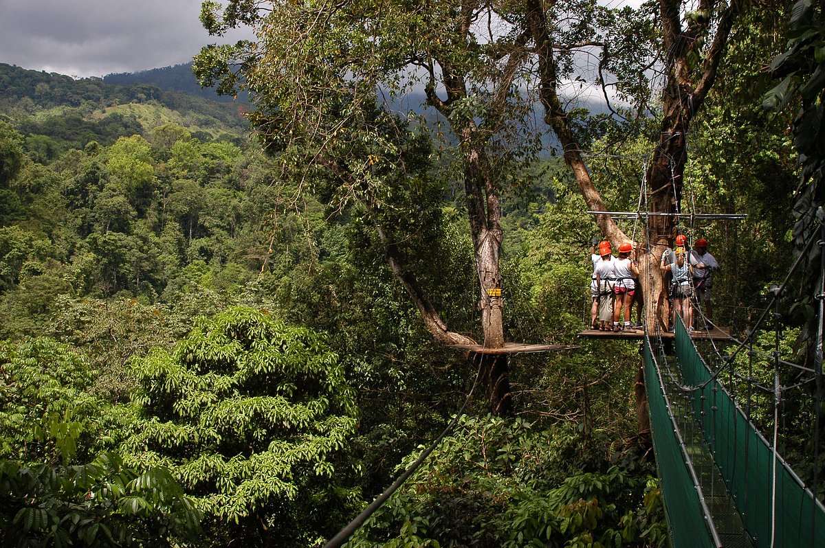 Canopy Safari Zip-line