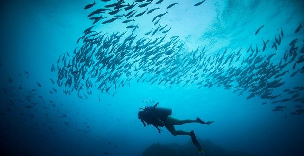Diving Tour of Catalina Islands