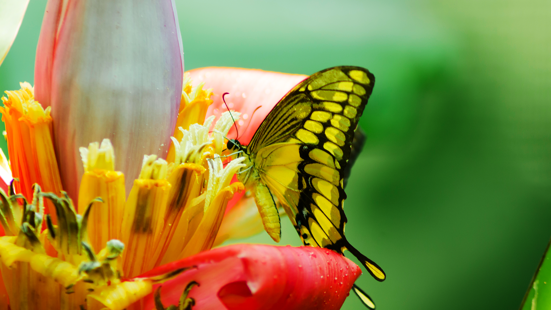 Butterfly & Fauna Garden at Danaus Eco-Center