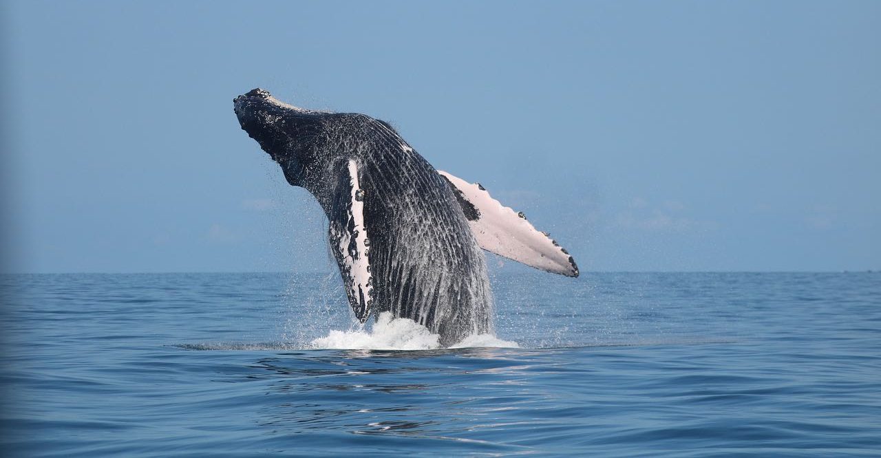 Whale & Dolphin Combo Tour (seasonal)