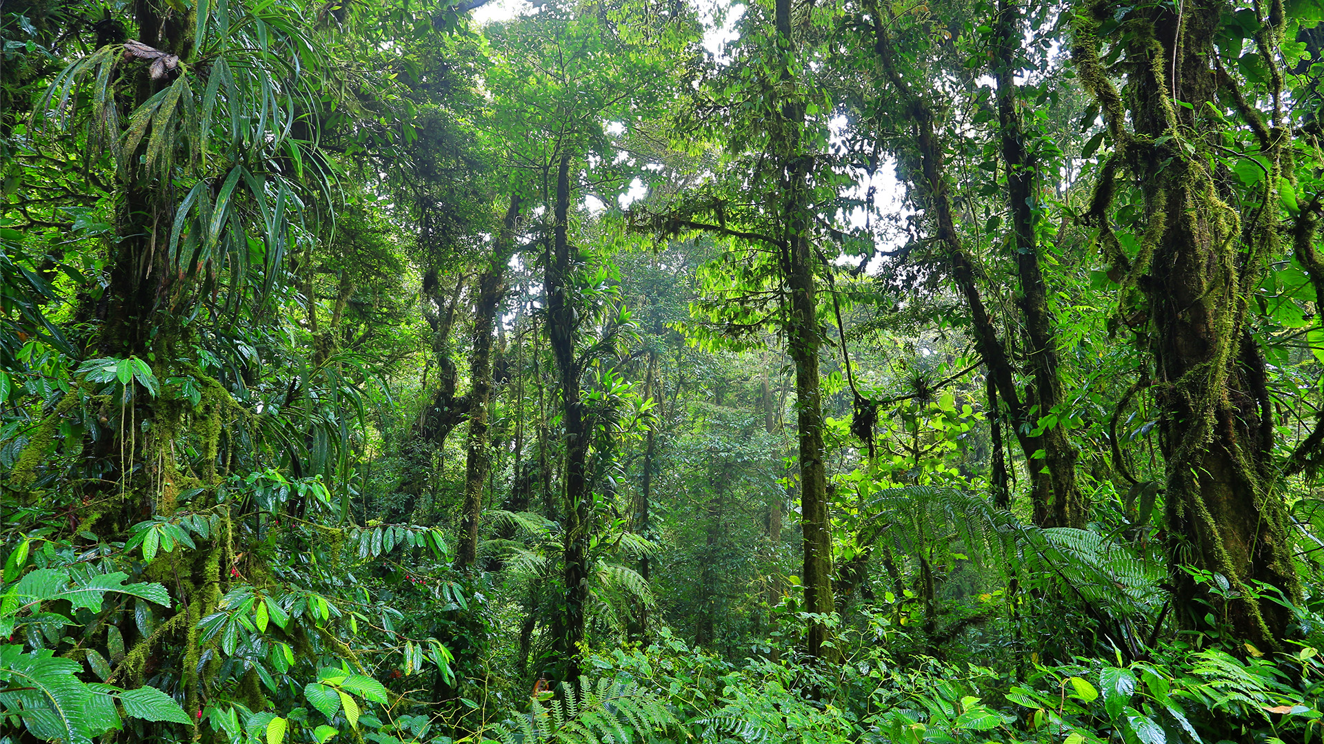 Monteverde Cloud Forest Reserve Hike