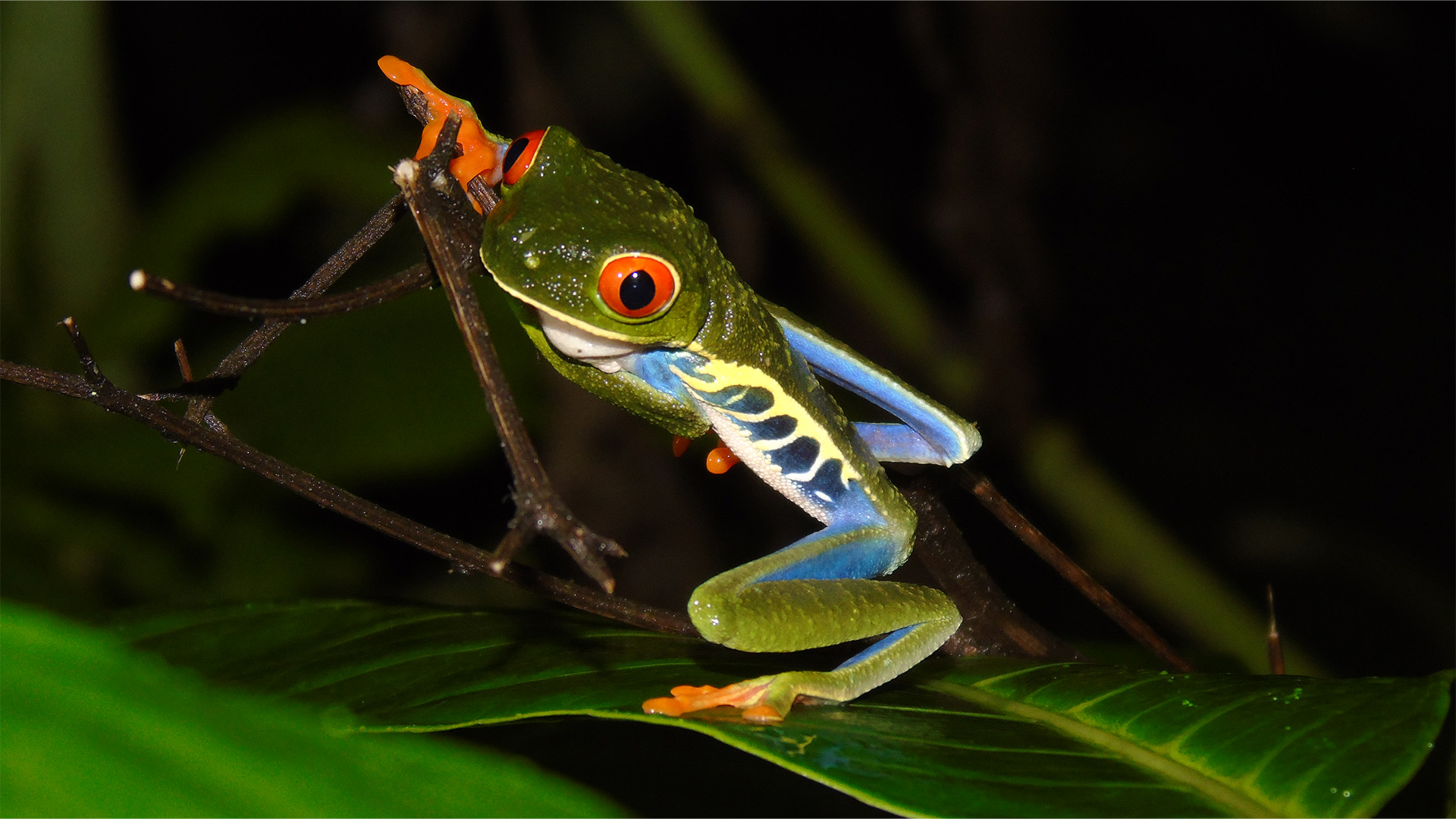 Monteverde Night Walk