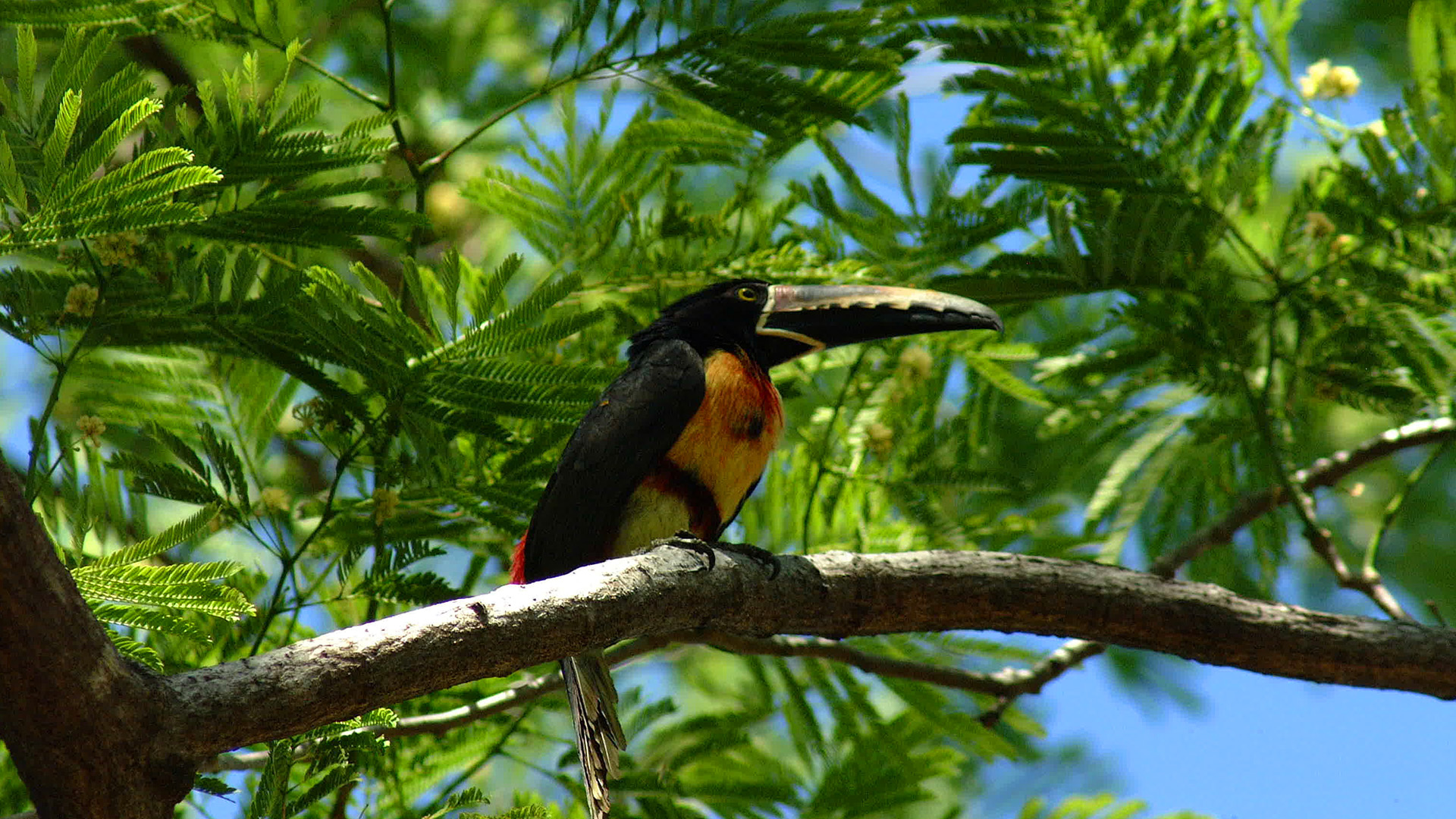 Gandoca Manzanillo Refuge Jungle Hike