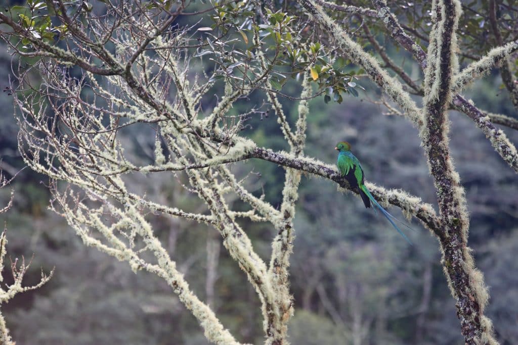 Trogon Lodge Costa Rica