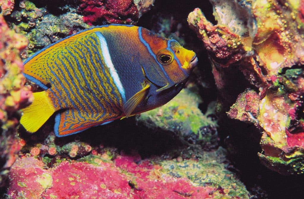 Angelfish in Playa Conchal