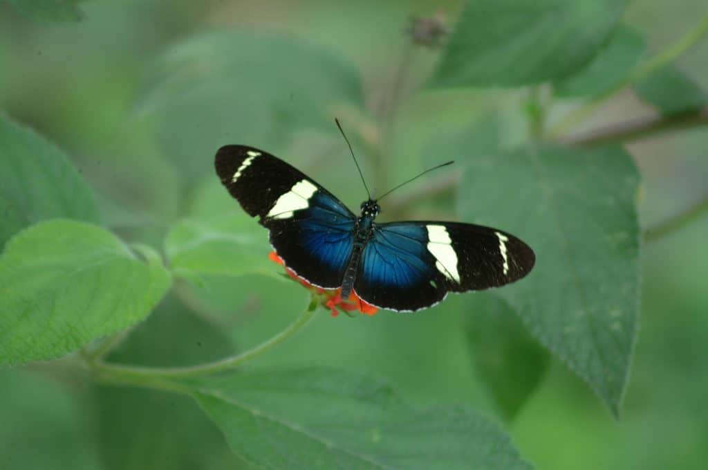 Blue and White Longwing Butterfly in Playa Conchal