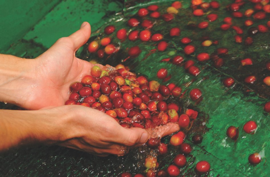 Puerto Viejo Coffee Beans