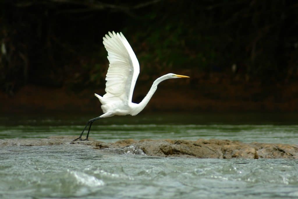 Santa Teresa Great Egret