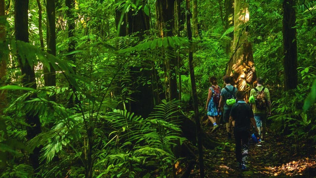 Hiking Near Puerto Jimenez