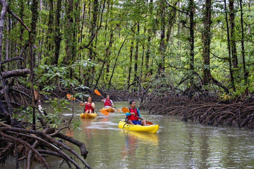 Mangrove Kayaking near Puerto Jimenez