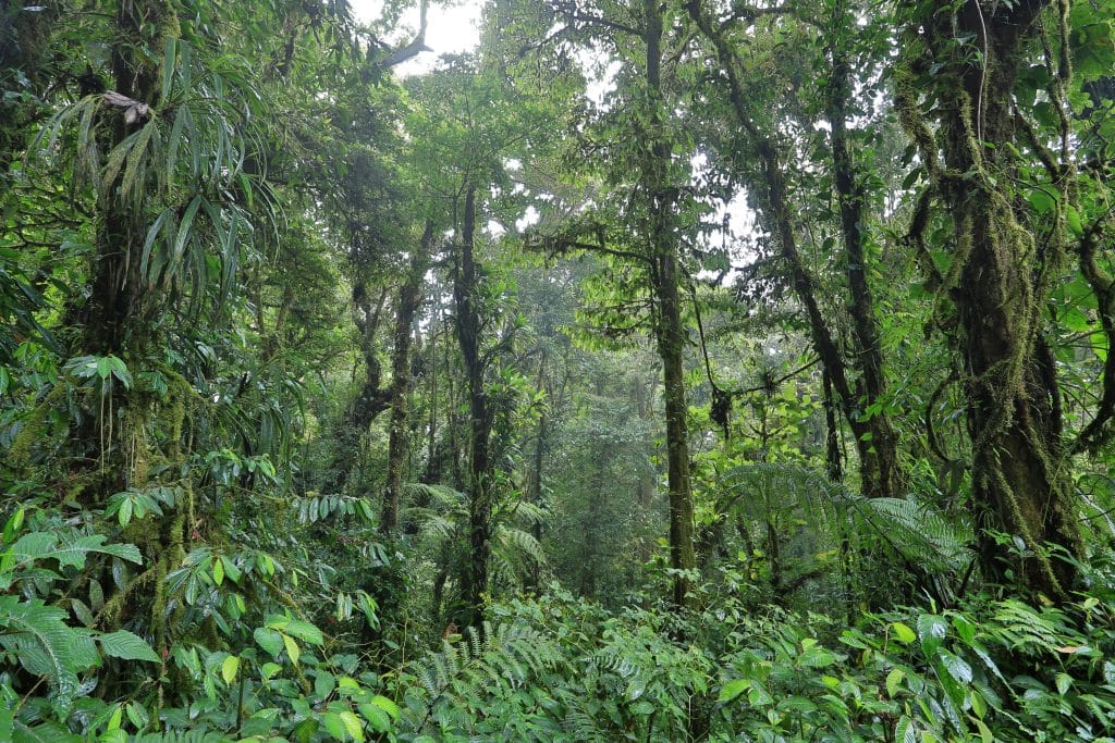 Monteverde Cloud Forest foliage