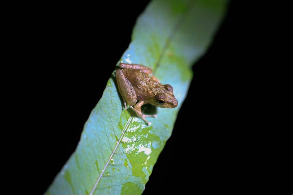 Drake Bay Night Tour