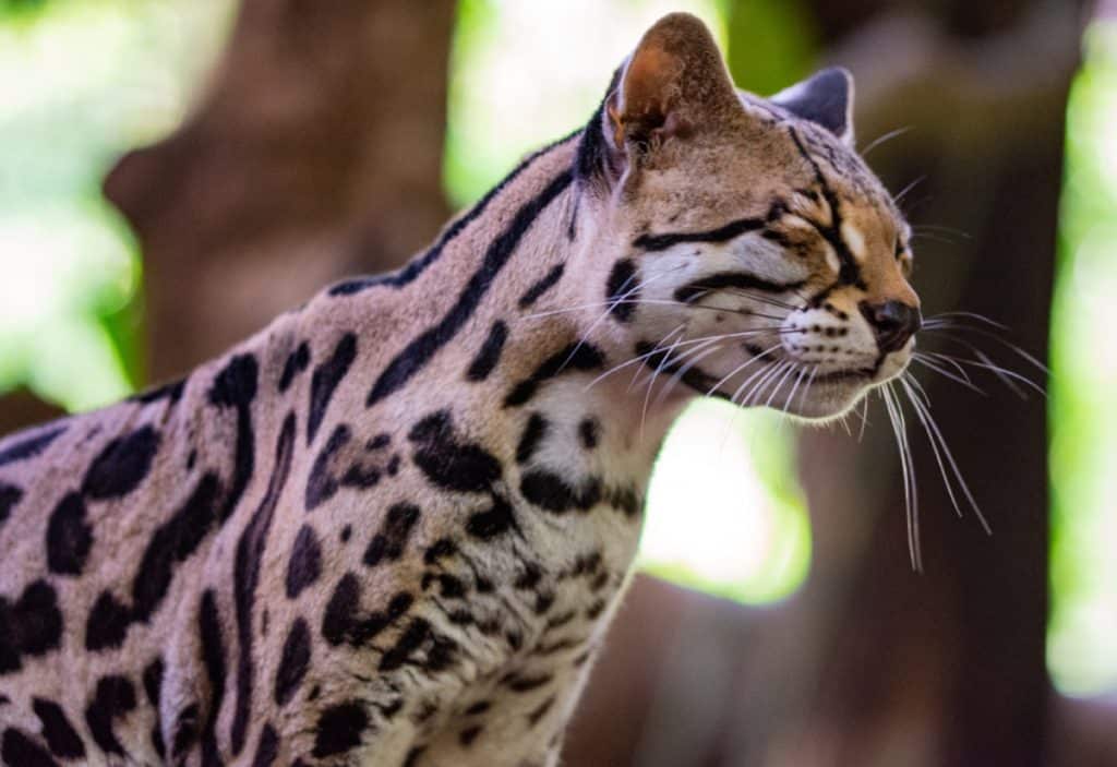 Ocelot at the Jaguar Rescue Center in Puerto Viejo