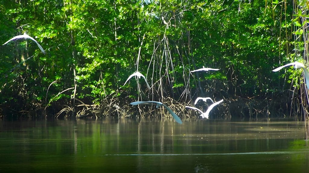 Mangrove Wildlife near Ojochal
