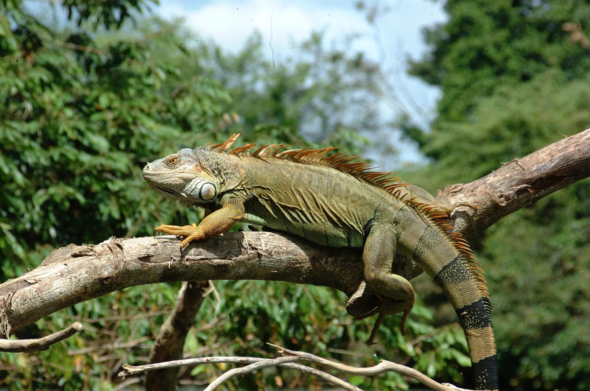 Papagayo Peninsula Costa Rica Iguana