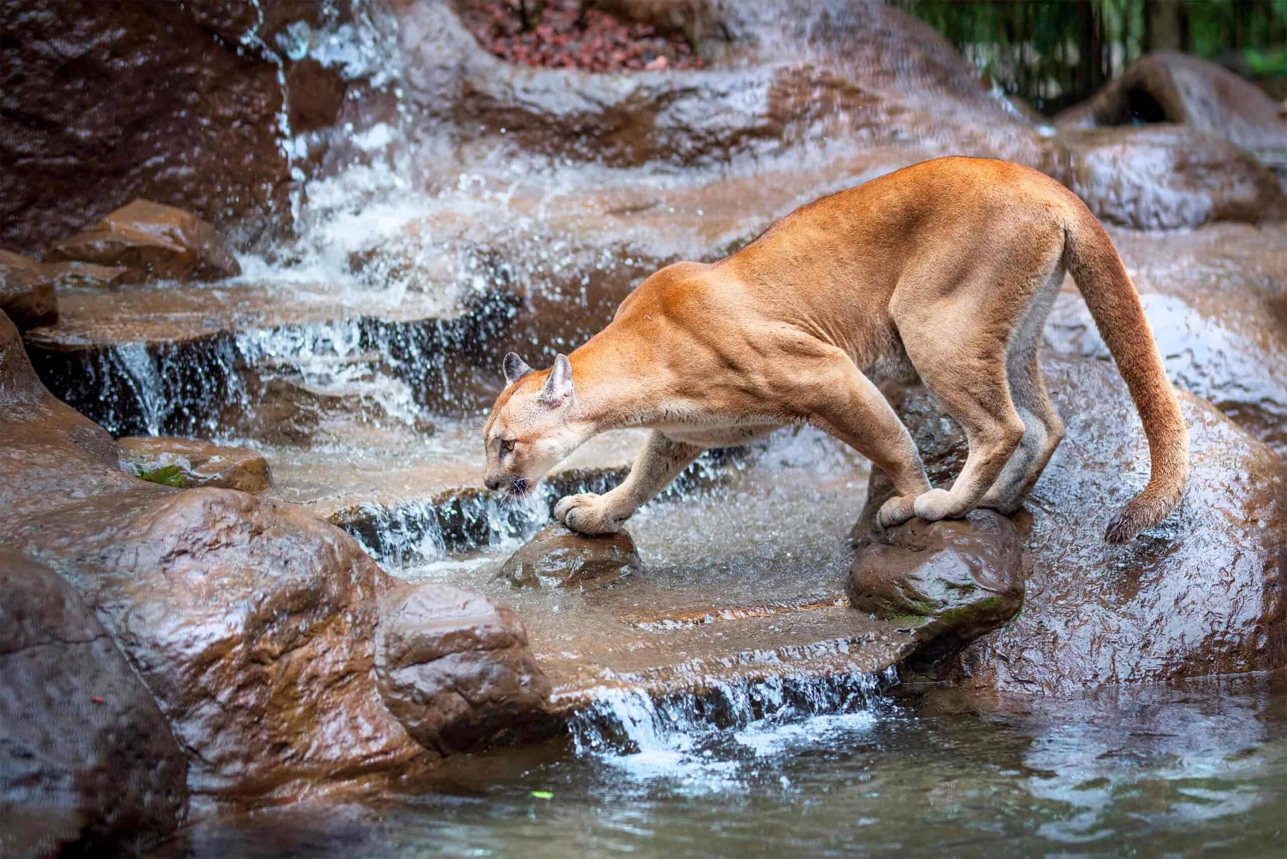 Puma at La Paz Waterfall Gardens