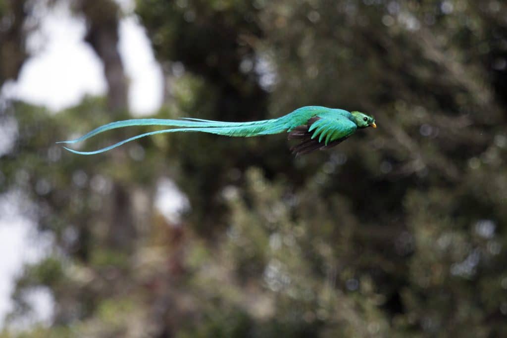 Quetzal in flight Monteverde