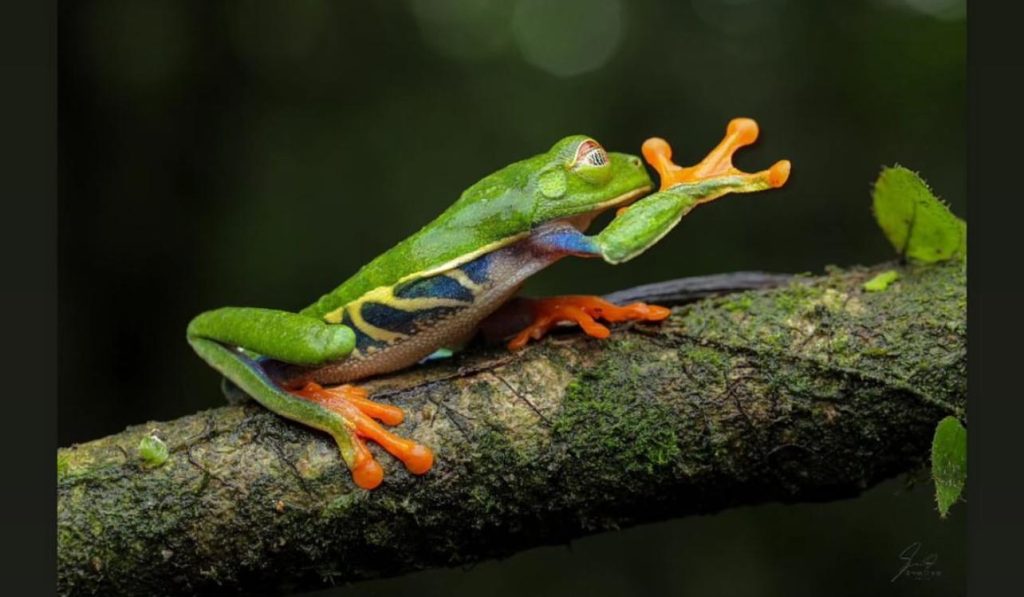 Drake Bay Red-Eyed Tree Frog