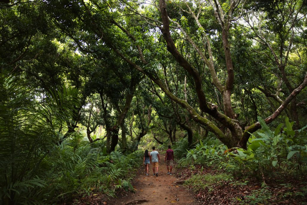 Reserva Curu near Santa Teresa