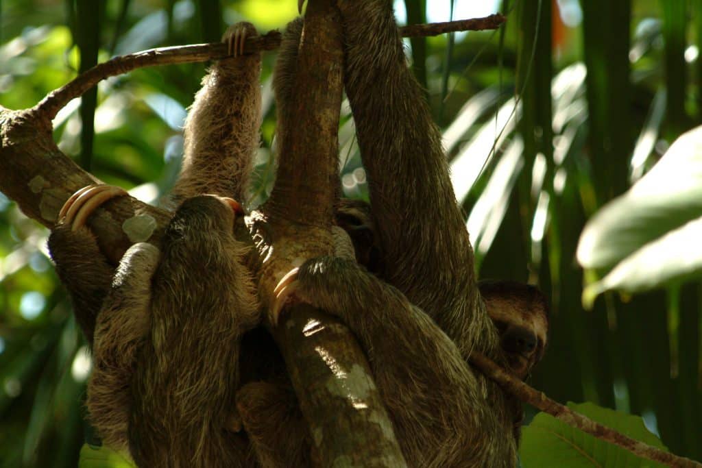 Three-Toed Sloths in Puerto Viejo